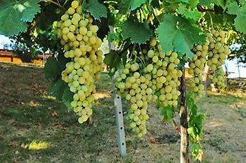 Séjour à la ferme Poggio Duca *