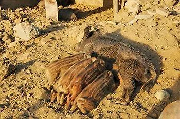 Poggio Duca Farmház Rimini