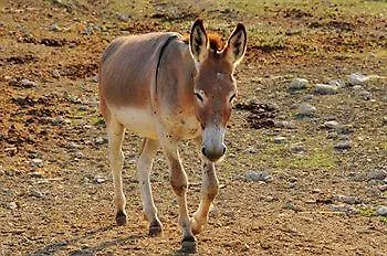 Vakantieboerderij Poggio Duca